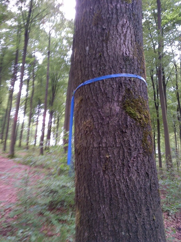 Bestattungsbaum mit blauem Markierungsband